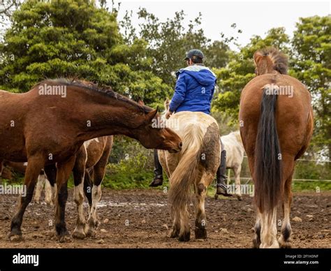 video bareback